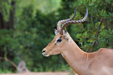 Naklejka na ściany i meble African antelope Impala with long horns portrait