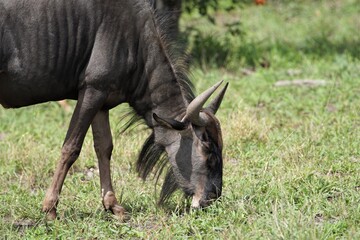 Fototapeta premium Wildebeest eating grass in savannah, portrait of wildebeest side view