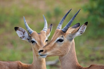 Pair of African impalas male and female in savanna