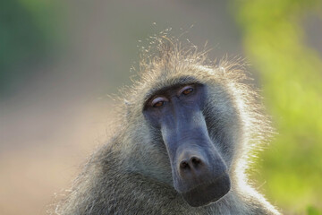 Interesting portrait of a bear baboon in Africa