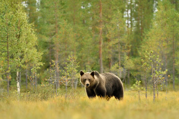 wild brown bear with forest background