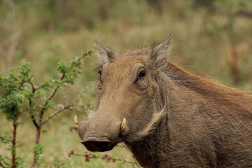 African warthog in savannah, warthog portrait, warthog muzzle