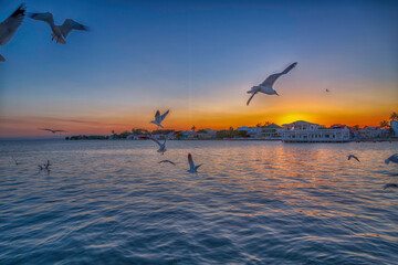 Fototapeta na wymiar Seagulls and a Belize Sunset