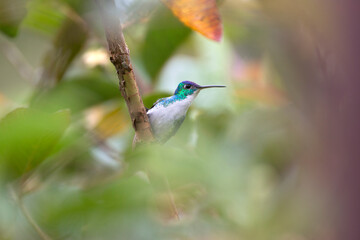 Neotropical hummingbirds with iridiscent color plumage