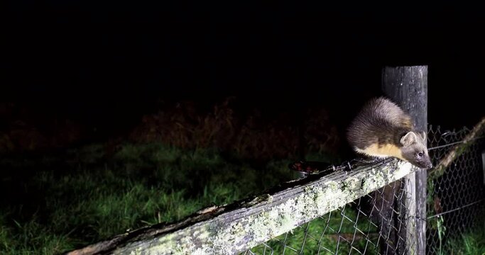 Pine marten, feeding at night on a wooden fence within Scotland.