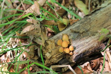 Mushrooms on old trees in the forest in autumn