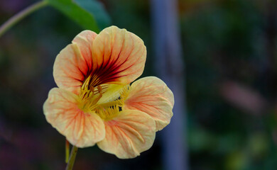 Fototapeta premium Vancouver