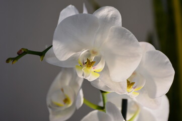 Fototapeta na wymiar The Phalaenopsis flowers are striking in their tenderness.
