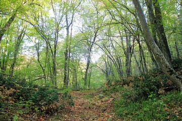 Obraz premium Early autumn in a mountain forest in Bulgaria