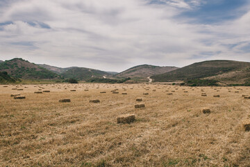 field full of straw bales