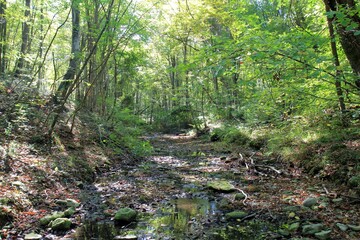 Dry riverbed of the Armera river in the autumn forest near the Orlov Kamen waterfall in Bulgaria