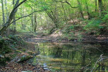 Fototapeta na wymiar Dry riverbed of the Armera river in the autumn forest near the Orlov Kamen waterfall in Bulgaria
