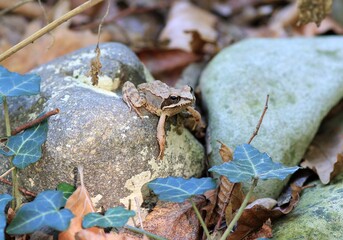 Rana arvalis frog in the forest