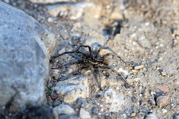 Large spider Geolycosa vultuosa close up