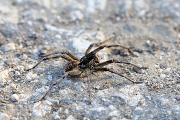 Large spider Geolycosa vultuosa close up