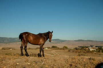 Horse in a field in the south of spain