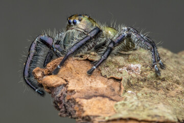 Adult Male jumping spider Hyllus diardi