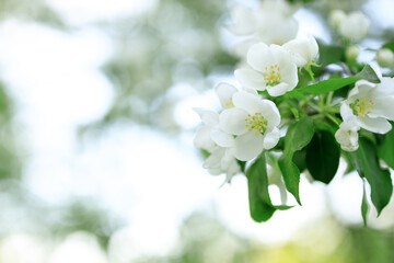 Fototapeta na wymiar white flowers of an apple tree, the background is blurred