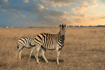 Fototapeta na wymiar Zebra animals in Askaniya-Nova, Kherson, Ukraine