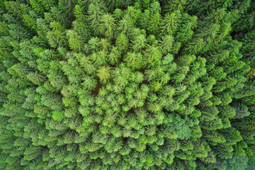 Plantation of spruce trees. Top down aerial view. Green spruce on the slope aerial view. Aerial view from above on the green trees in the forest. Background forest view from above. Dense pine forest