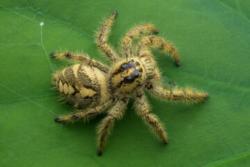 Adult female jumping spider Hyllus diardi