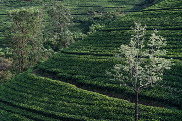 Tea fields, Nuwara Eliya green mountains, Sri Lanka