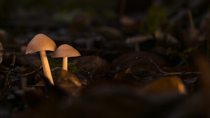 Pilze im Märchenwald