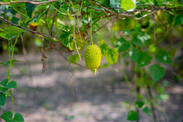 Spiny gourd hanging from the trees in the garden.