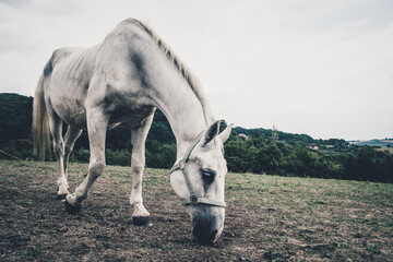 Horses farm Slovakia