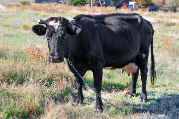 A black cow with a chain around its neck grazes on a field among thick grass.