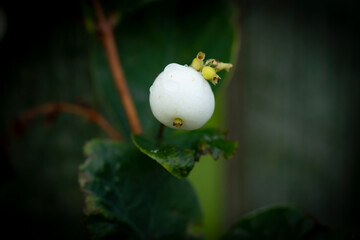 A single white common snowberry, Symphoricarpos albus with several green berries still developing