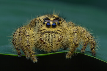Adult female jumping spider Hyllus diardi