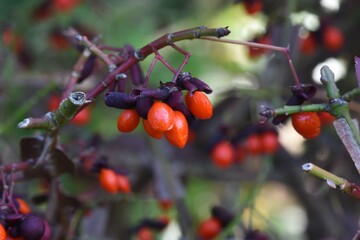Euonymus alatus  berries / One of the three largest autumnal trees in the world.
