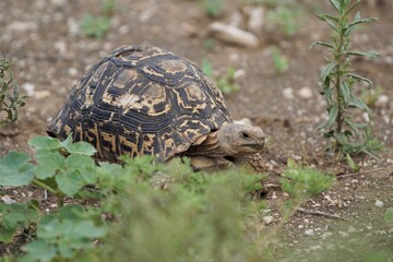 African turtle in the wild, land turtle