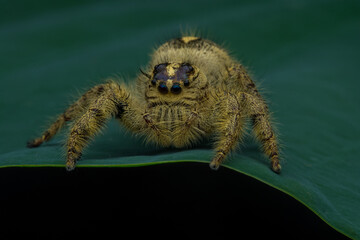 Adult female jumping spider Hyllus diardi