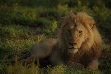 Male lion lies on the grass in the savannah, lion at sunset