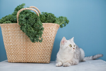 Grey cat and green kale salad