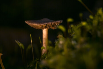 Pilze im M&auml;rchenwald