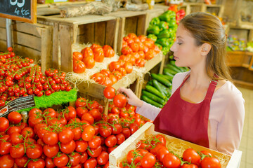a girl is selecting tomatoes