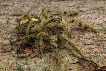 Adult female jumping spider Hyllus diardi