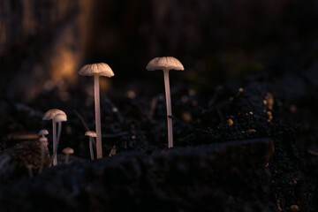 kleiner Pilz im Märchenwald
