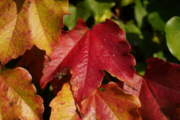 red autumn leaves