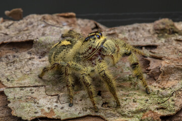 Adult female jumping spider Hyllus diardi