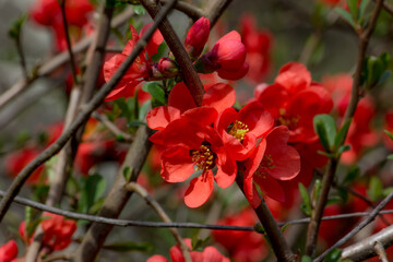 Quince flower close-up on a bush. Spring flowering trees.