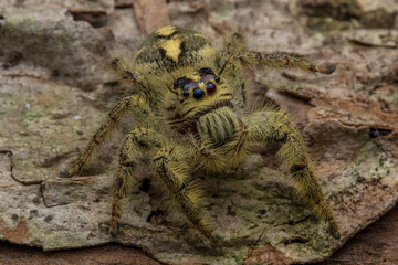Adult female jumping spider Hyllus diardi