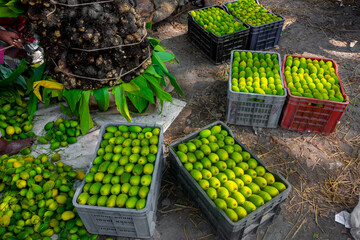 Fresh and green spiny gourd vegetables ready for sale in the market.