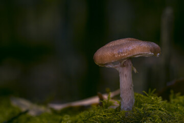 Pilze im Märchenwald