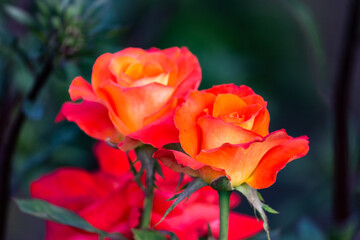 Rose of bright orange color close-up in the garden.