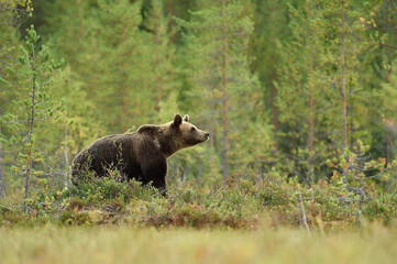 brown bear in the forest environment at summer