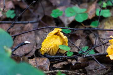 Common chanterelle, or real chanterelle, or Cockerel is a species of mushrooms of the chanterelle family.